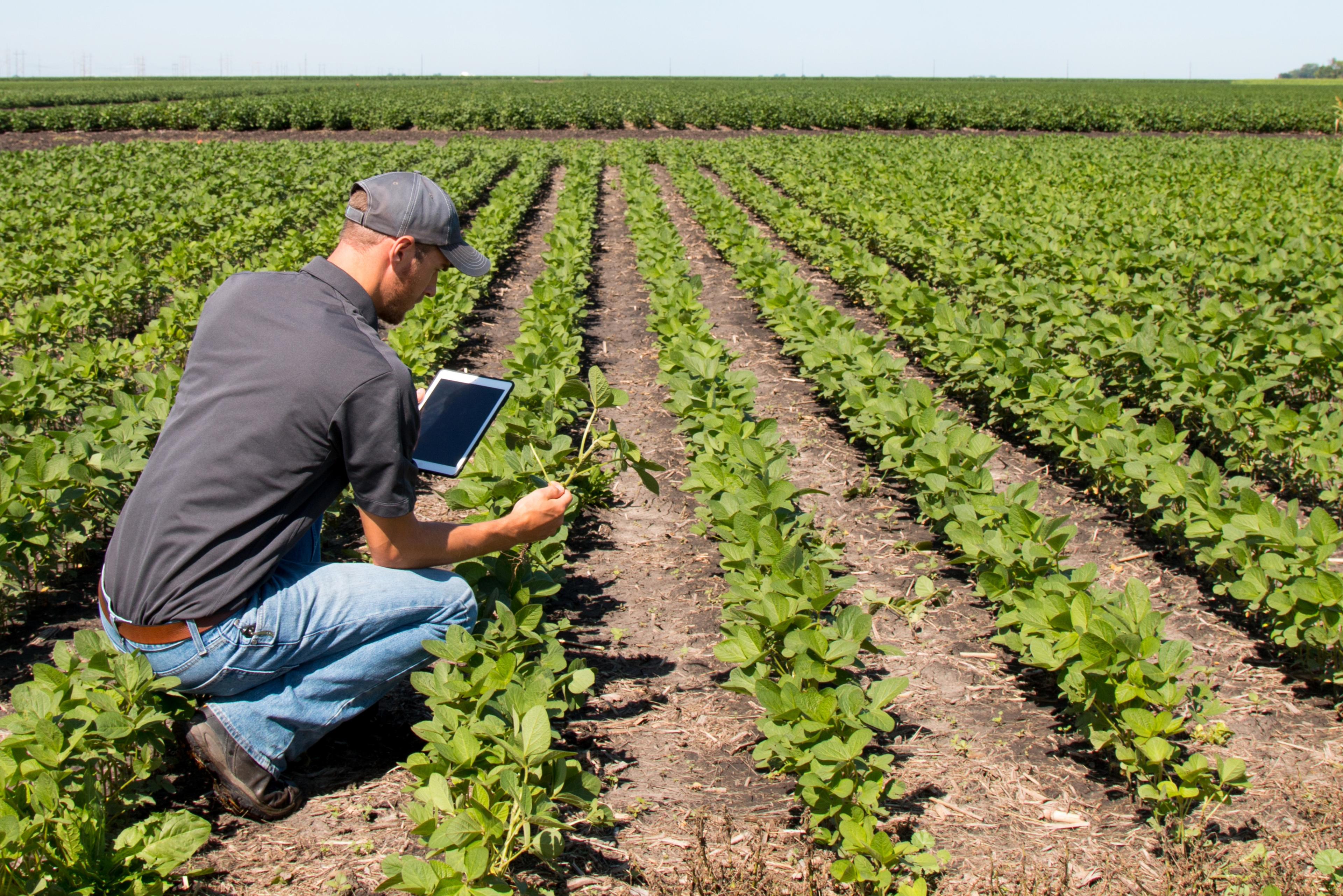 Farmer analyzing crops in a field using data from the Copernicus satellite